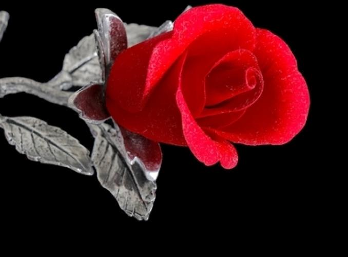 Декоративная роза Первое свидание