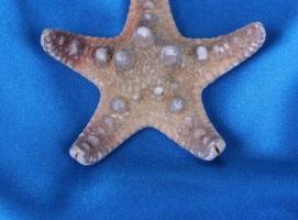 Морская звезда филиппинская 2-5 см, 1240