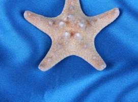 Морская звезда филиппинская 5-7см   5777