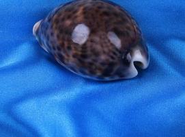 Морская раковина декоративная Ципрея тигрис малая 2 6023
