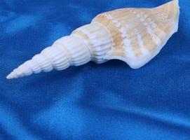 Морская раковина декоративная Стромбус витатус шт. 10176