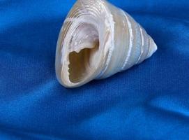 Морская раковина декоративная Трохус жемчужный 4-5см 6673