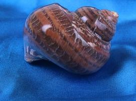 Морская раковина декоративная Турбо петхолатус 1866